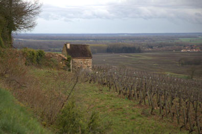 Savigny-les-Beaune Vineyards Looking to Saone Valley